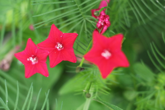 蔦蘿松花開(kāi)紅艷艷 （13）