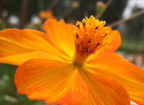 硫華菊