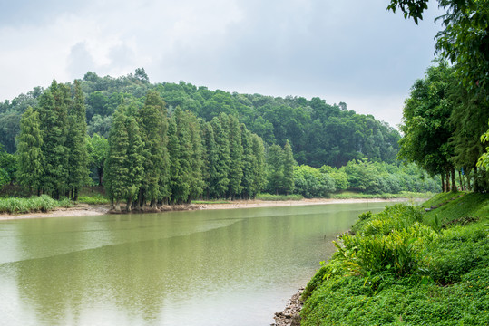 陽光河岸樹林