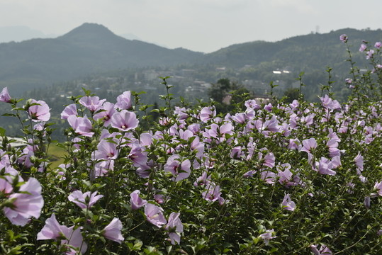 粉紫重瓣木槿