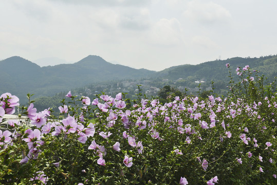 木槿花