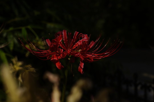 彼岸花