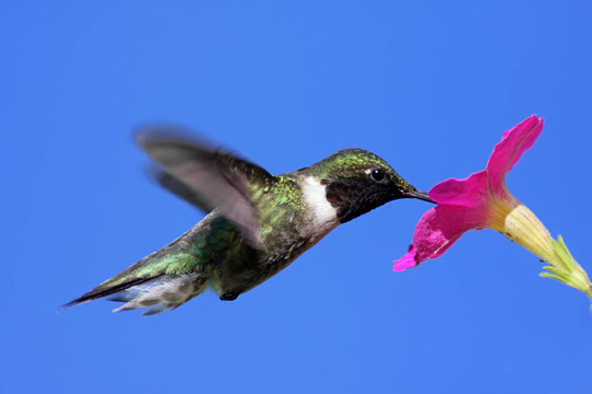 花卉