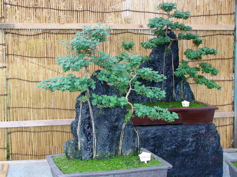 盆景藝術(shù)