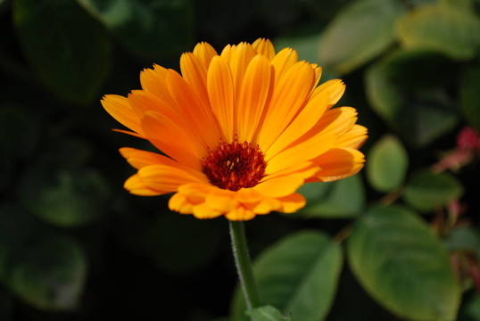 金盞花