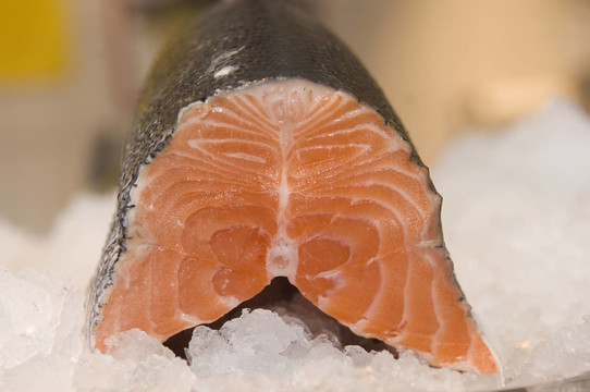鮭魚