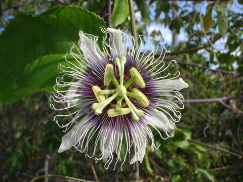 開(kāi)花