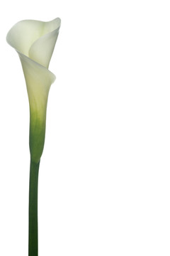 花卉