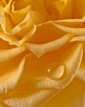 macro