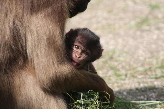 dscheladababy