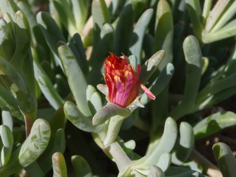 仙人掌花