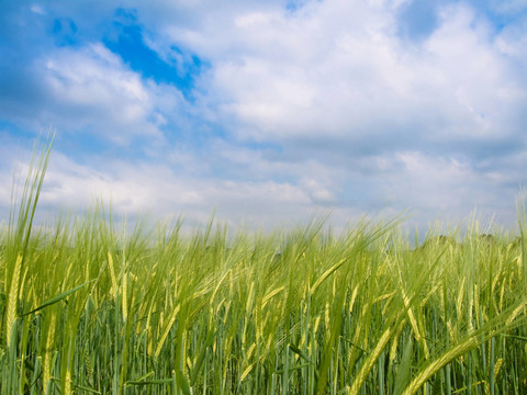 agriculture