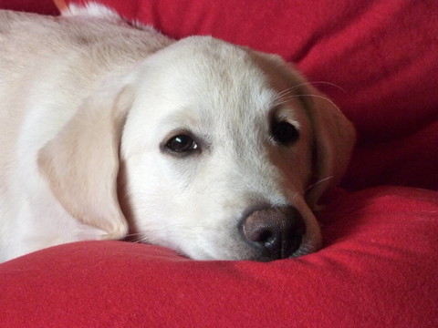 拉布拉多獵犬
