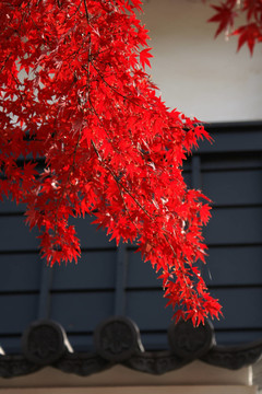 紅色白色黑色
