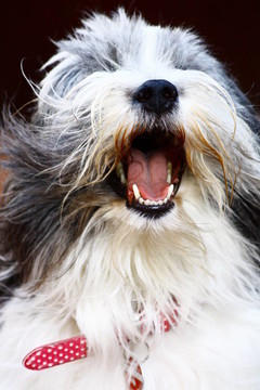 狗