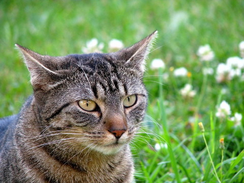 katzenportrait