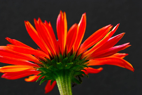 紅太陽(yáng)