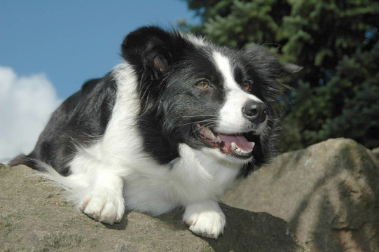 邊境牧羊犬