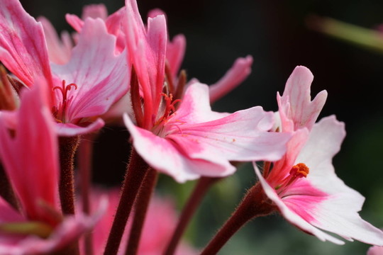 geranienblüTE