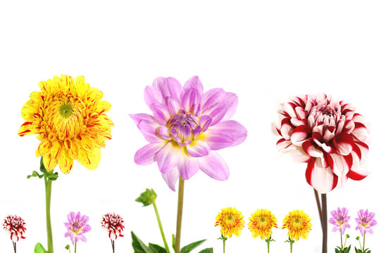 開花