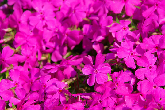polsterphlox -叢生福祿考10