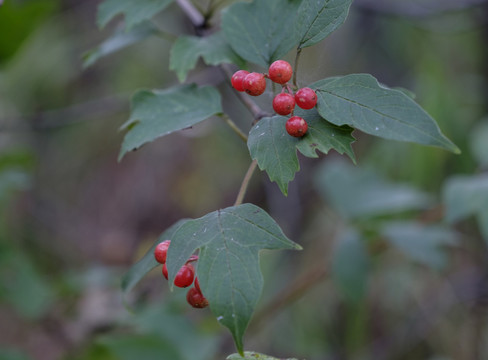 紅色野果