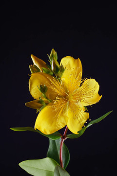 黃色的花