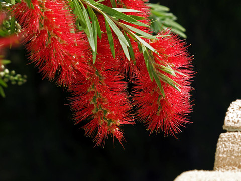 剛性問(wèn)荊（紅千層）