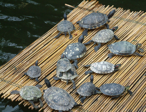 海龜棲息