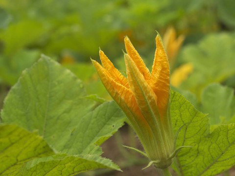 節(jié)瓜花