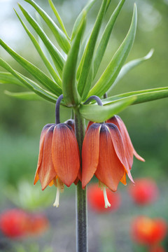 花卉