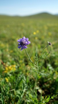 烏蘭布統(tǒng)草原的野花