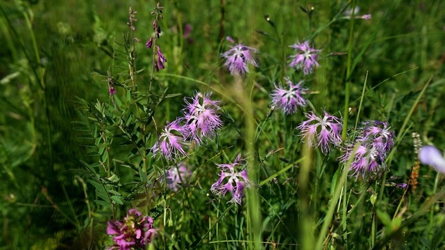 烏蘭布統(tǒng)草原野花