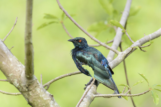 藍耳麗椋鳥