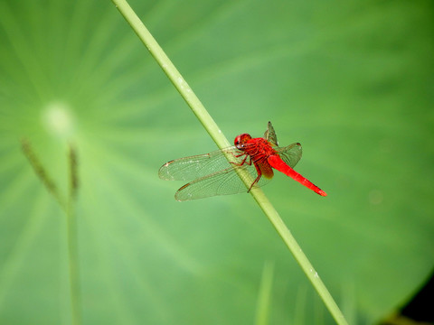 紅蜻蜓