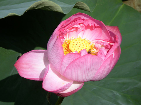 荷花