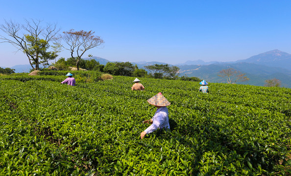 茶園 廣東十大名茶 采茶