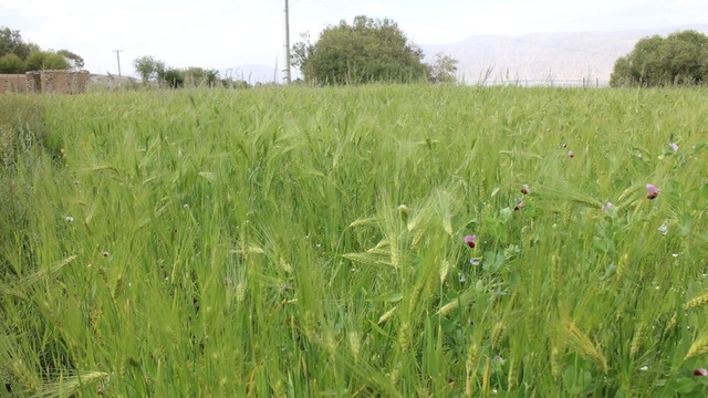 蕎麥田