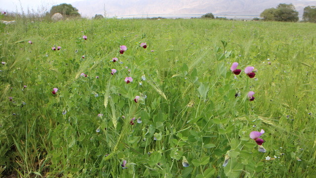 蕎麥花 蕎麥田