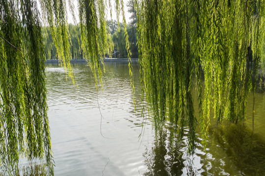 湖水和柳樹