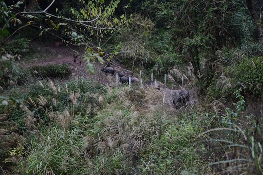 家豬大山散養(yǎng)
