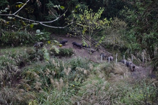 家豬大山散養(yǎng)