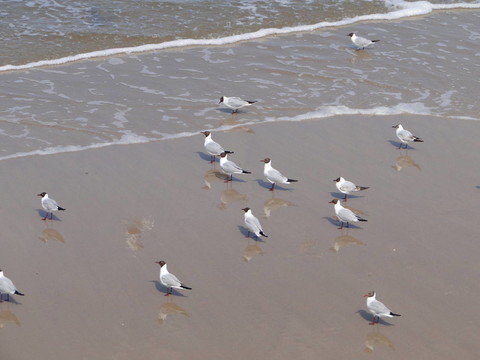 海鷗