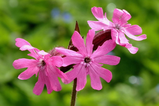 花卉