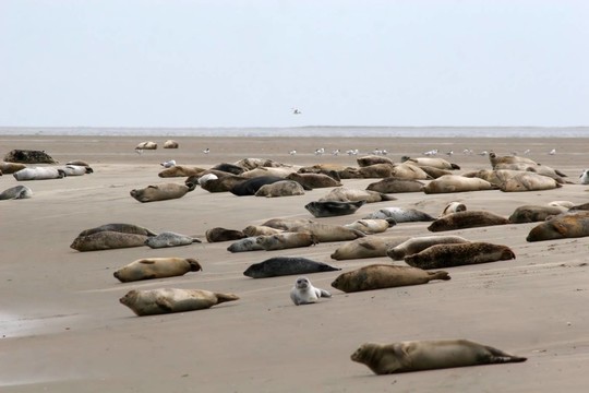 seehundbank