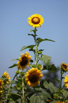 向日葵 花園 漂亮 種子 自然