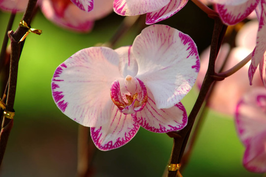 花卉