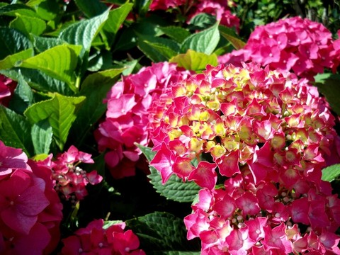 bauernhortensie