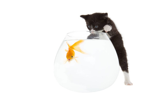 魚