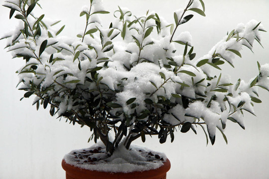 雪